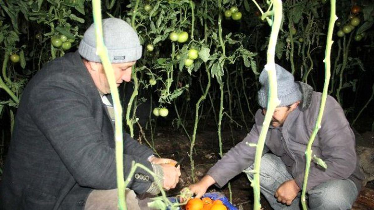 Millet Kutlama, Çiftçi Don Derdinde