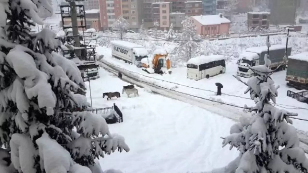 Aç Kalan Yılkı Atları Şehre İndi