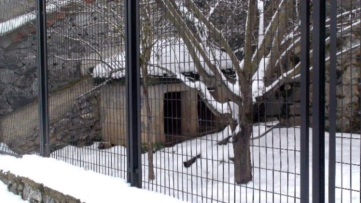 Cinayete Neden Olan Köpekleri de Alıp Gittiler