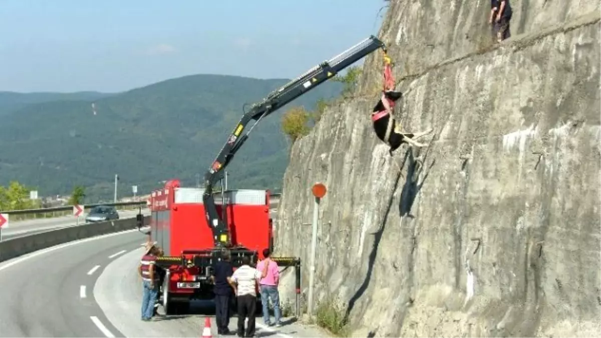 Düzce İtfaiyesi 2015 Yılında 50 Hayvan Kurtardı