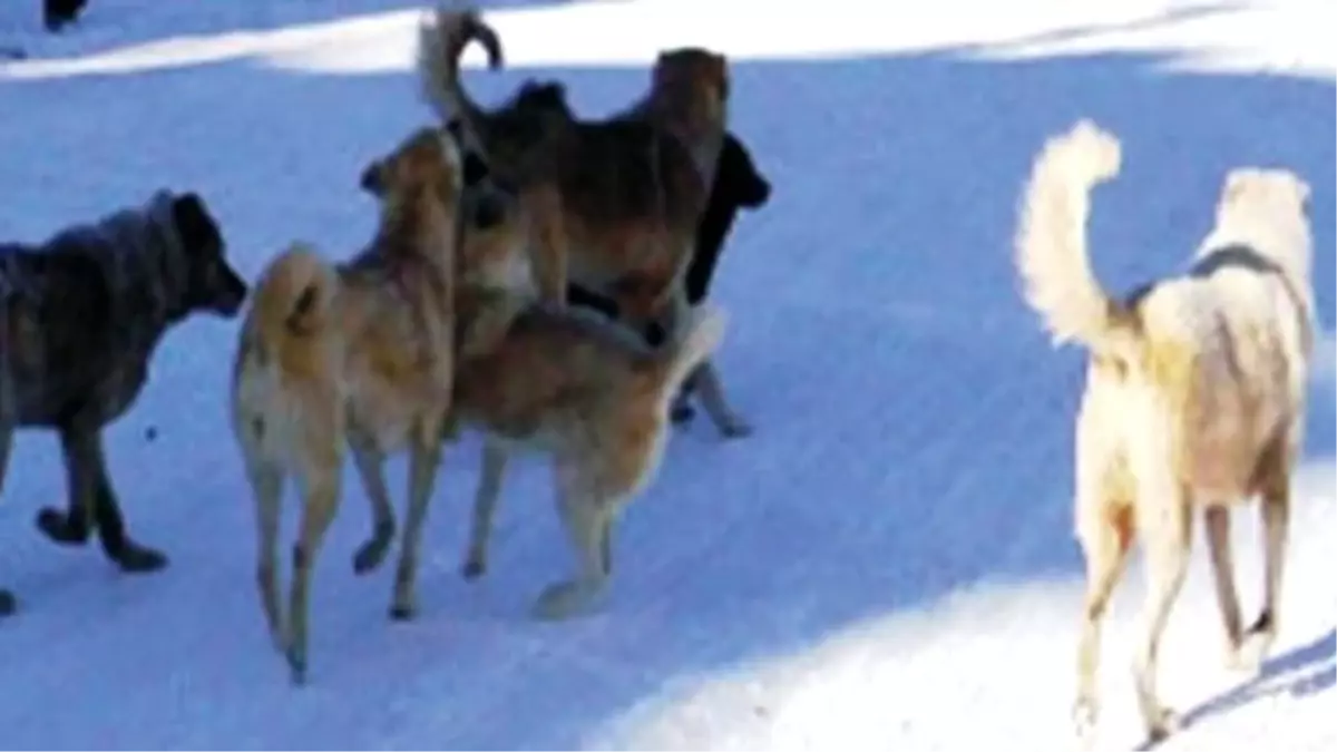 Başıboş Köpekler Korku Salıyor