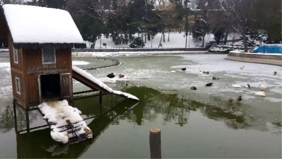 Yıldız Parkında Hayvanlar Donma Tehlikesi Geçirdi