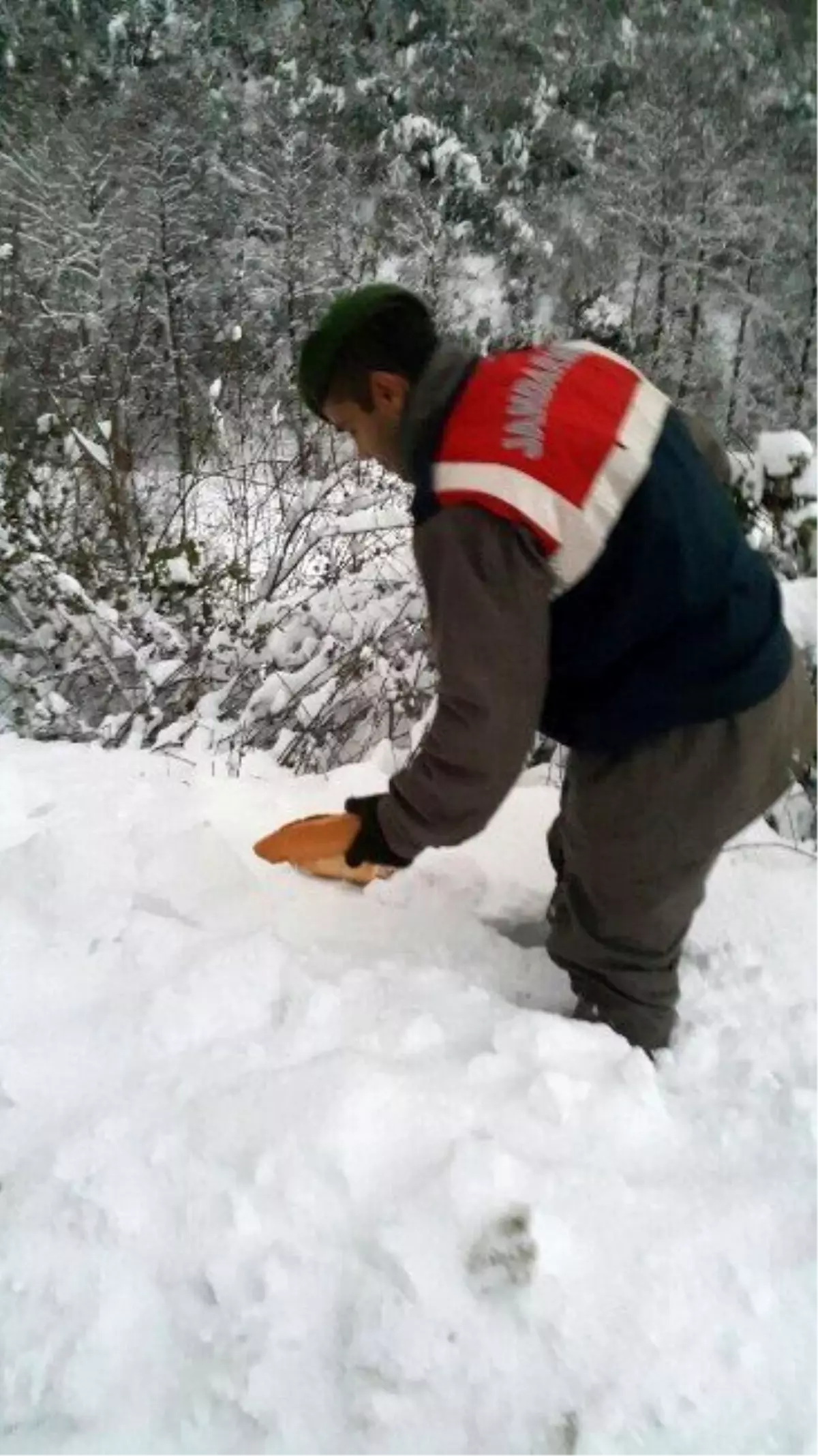 Zonguldak İl Jandarma Komutanlığı Ekipleri Yaban Hayvanlarını Unutmadı