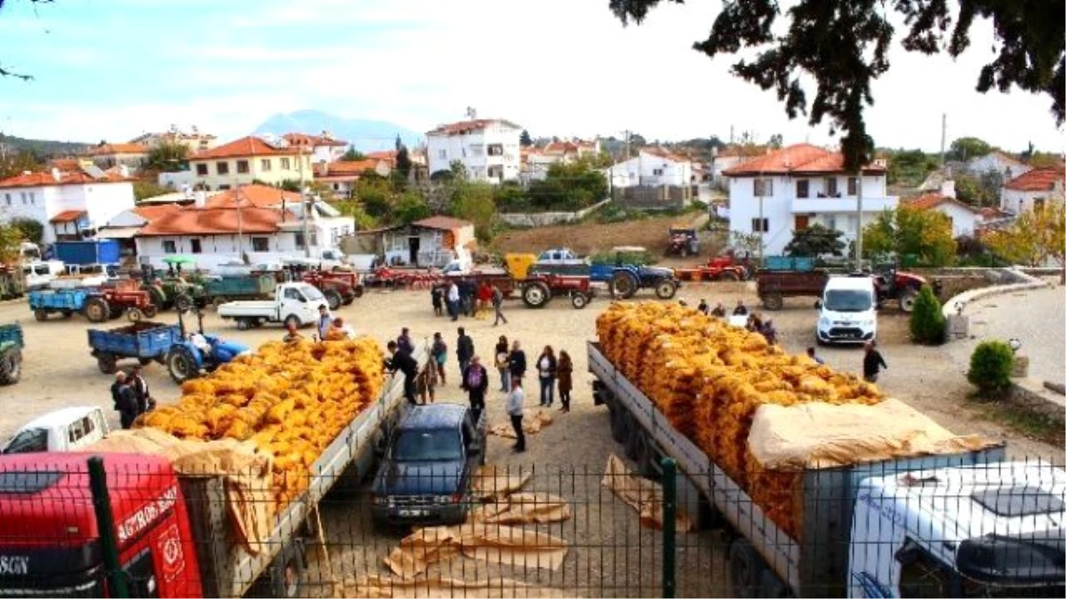 Büyükşehir\'den Çiftçilere Patates Tohumu Desteği