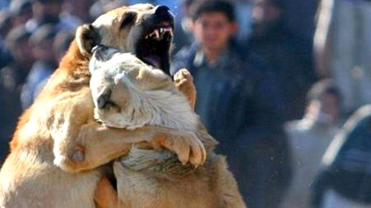 Erzurum\'da Bahisle Köpek Dövüştüren 21 Kişi Yakalandı