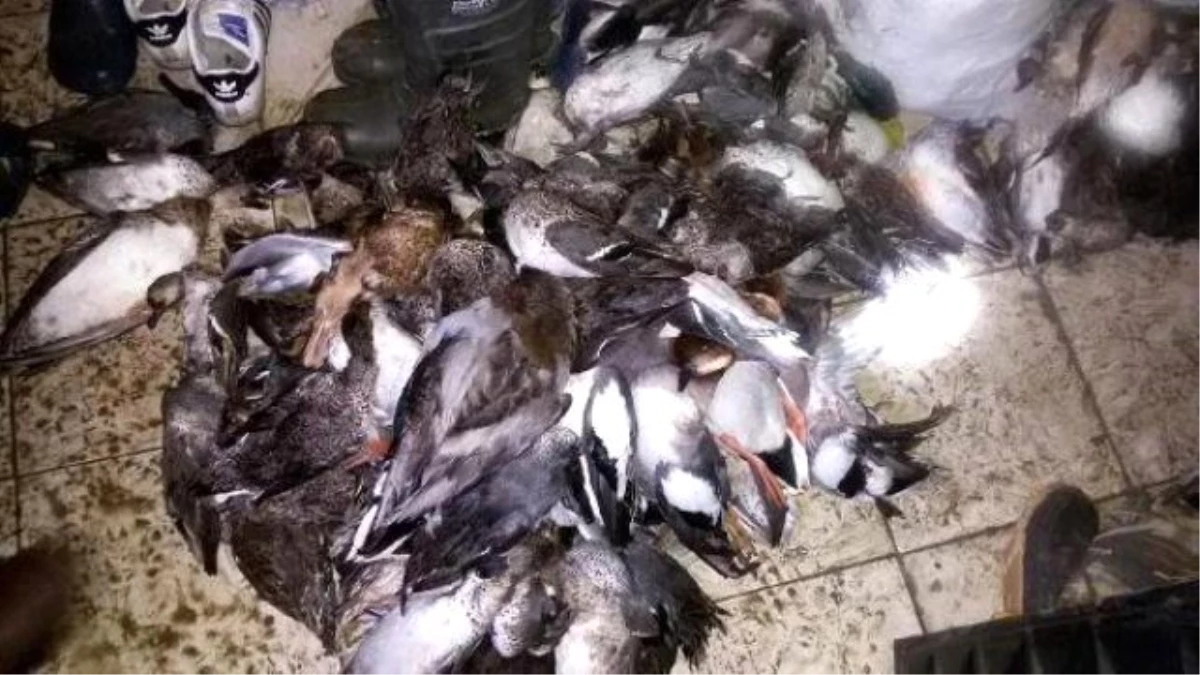 Gala Gölünde Ördek Katliamı