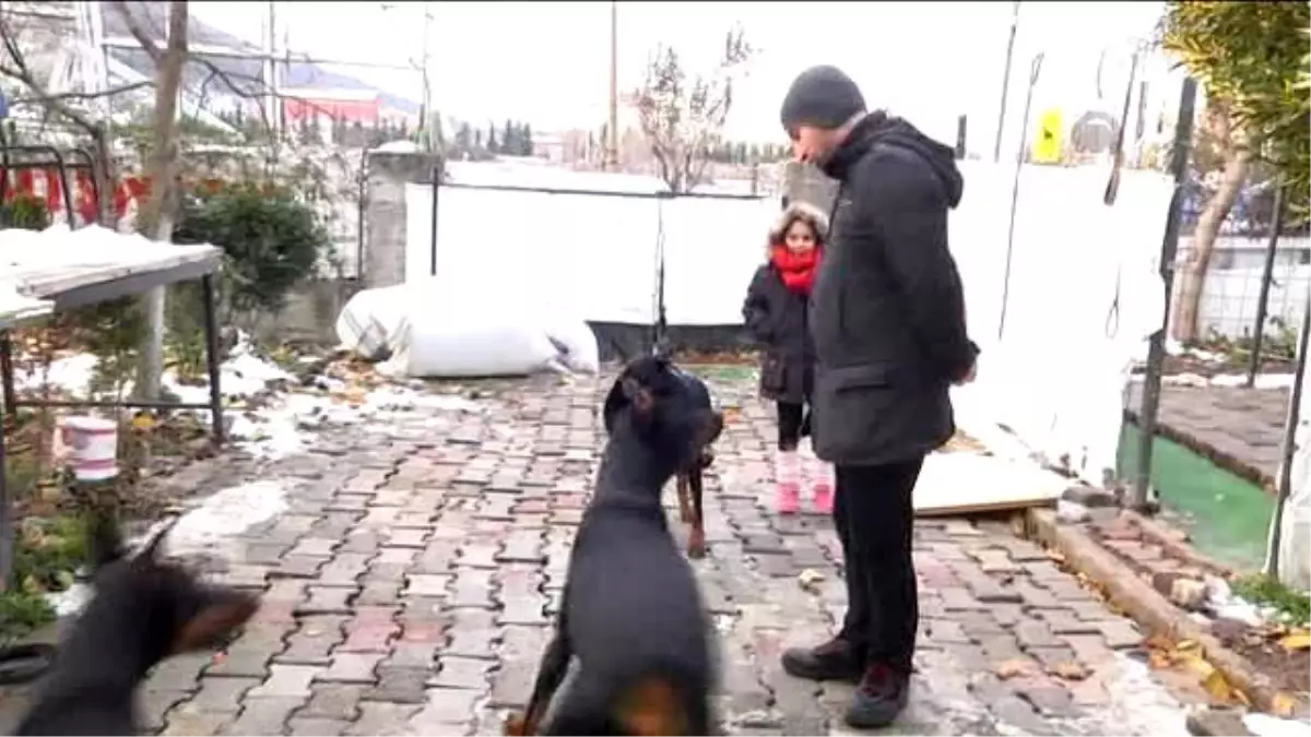 Sertifikalı Doktordan Araba Fiyatına Doberman