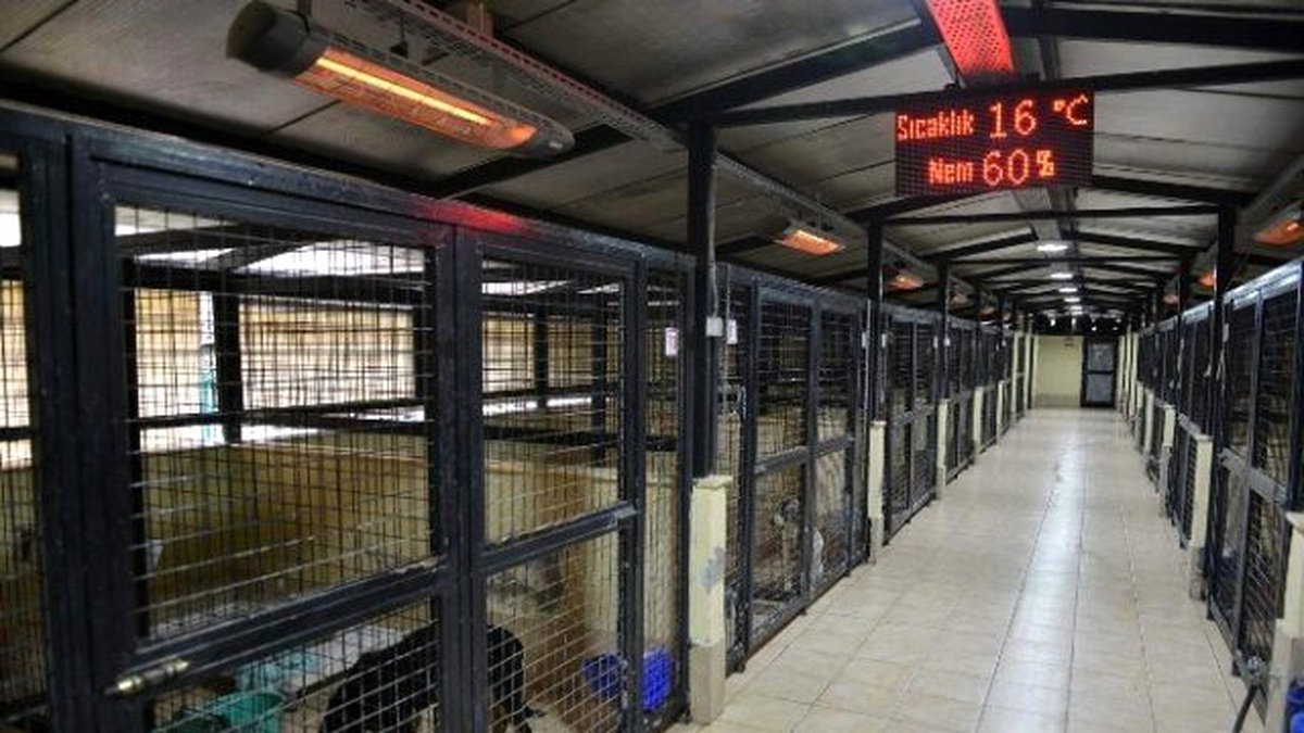 Sokak Köpeklerine 5 Yıldızlı Hizmet