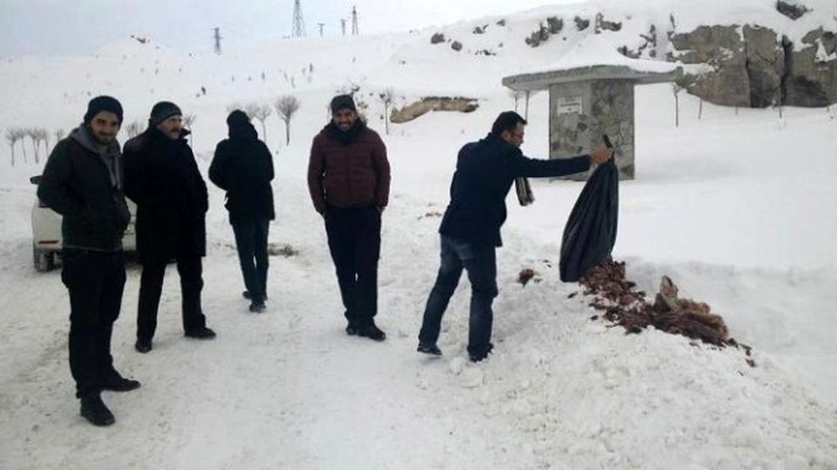 Van\'da Sahipsiz Hayvanlar İçin Yem Bırakıldı