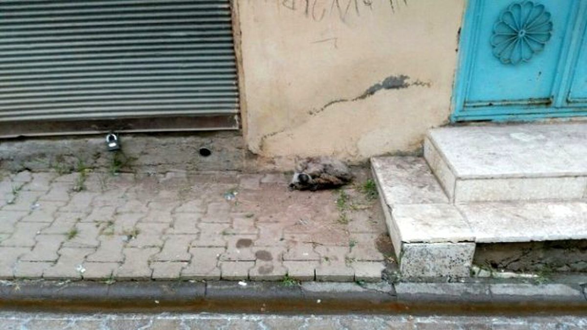 Yavru Köpek Donarak Öldü