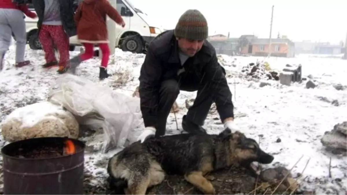 Belediye Yaralı Köpeğe Sahip Çıktı