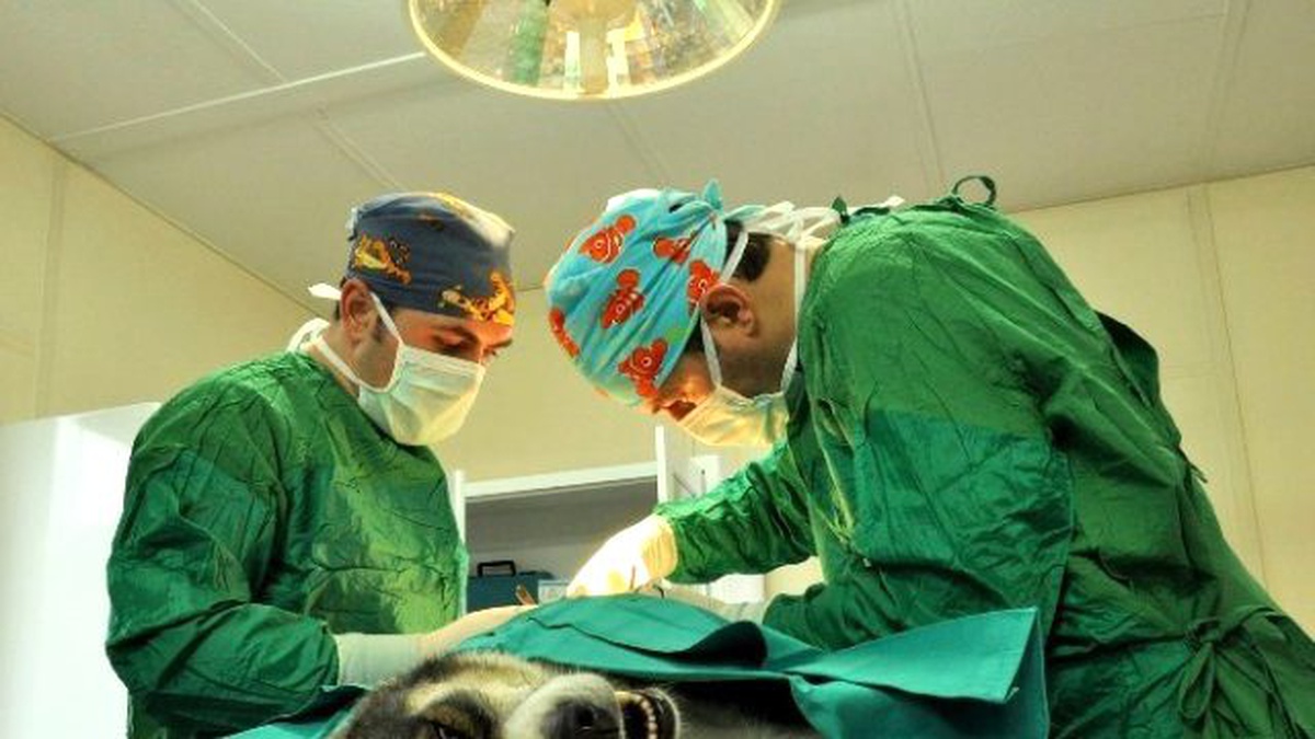 Binlerce Hayvan Osmangazi\'de Sağlığına Kavuştu