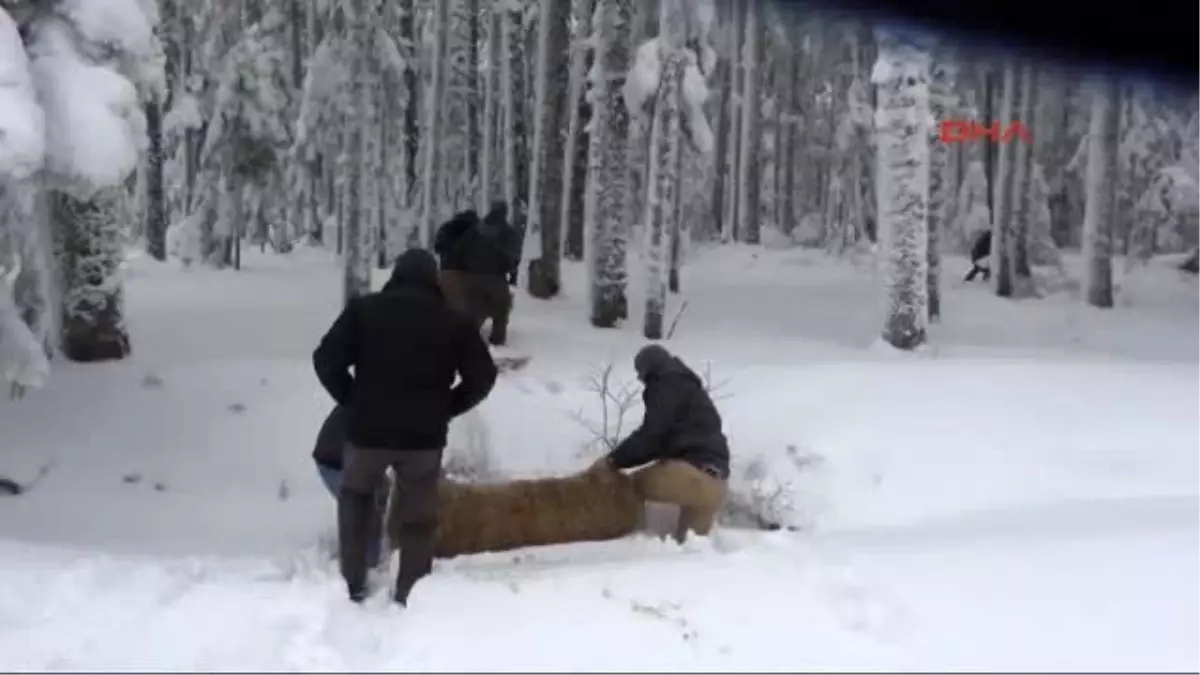 Bolu - Karda Yiyecek Bulamayan Yaban Hayvanlarına Yem