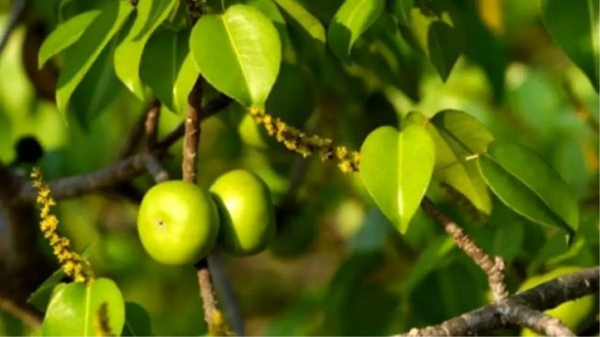 Ölüm Ağacı! Bir Parçası Bile Öldürüyor