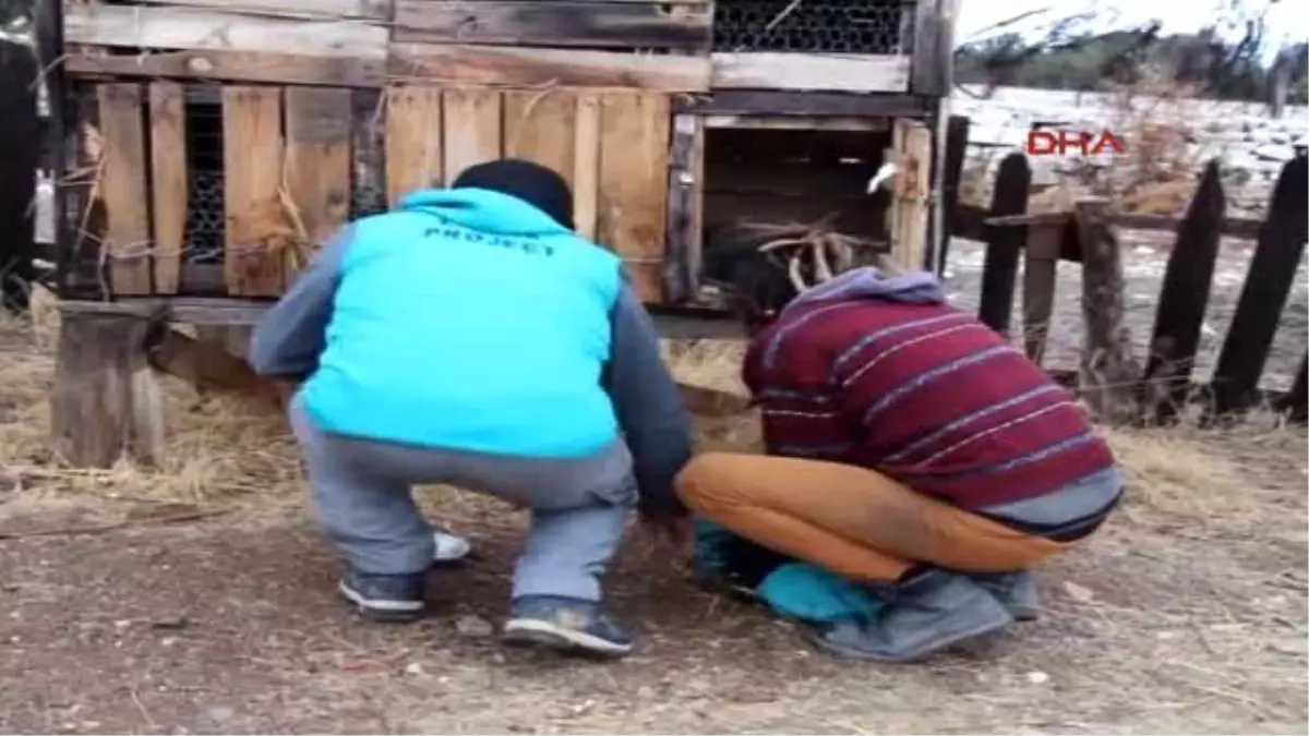 Burdur - Karlı Arazideki Yaralı Şahin Korumaya Alındı