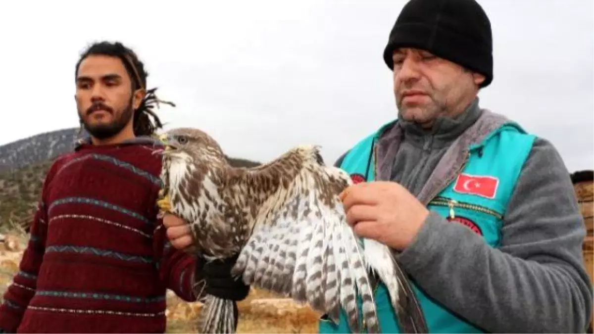 Karlı Arazideki Yaralı Şahin Korumaya Alındı