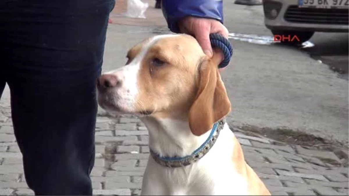 Samsun - Veteriner Fakültesi\'nde Kaybolan Köpeğini Bir Ay Sonra Buldu