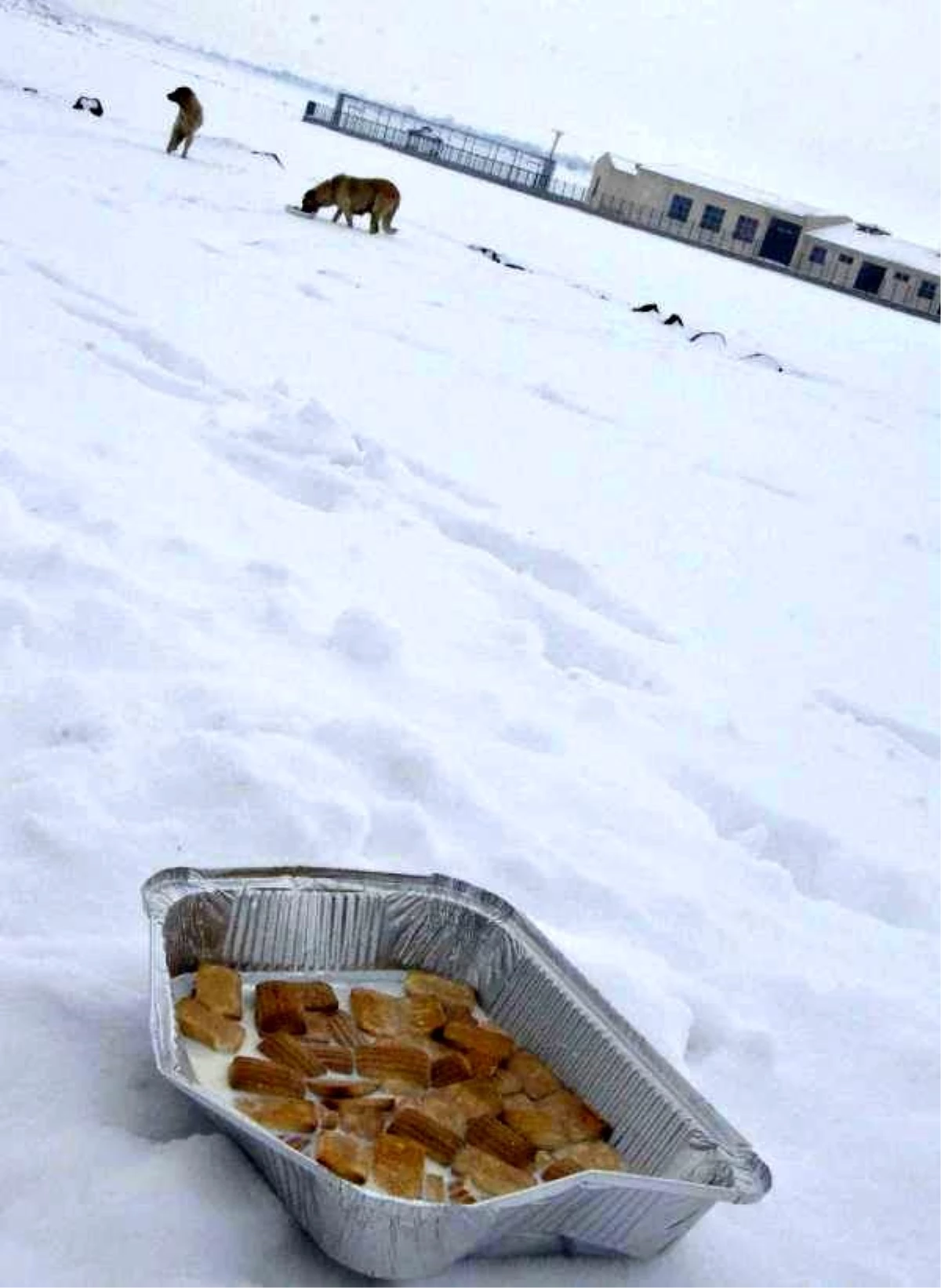 Siverek\'te Karda Aç Kalan Sokak Hayvanlarına Yiyecek