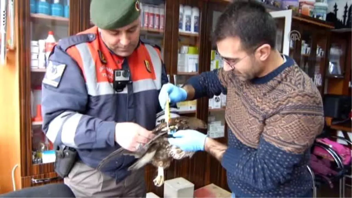 Yaralı Şahin Tedavi Altına Alındı