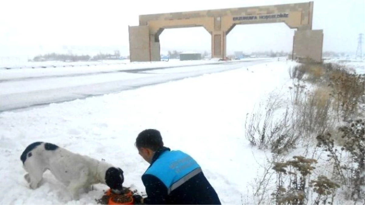 Büyükşehir, Yaban Hayatını Koruyor