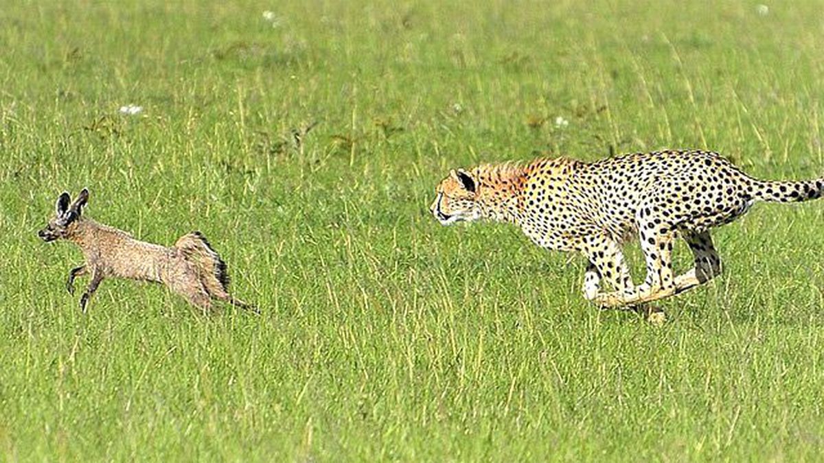 Tilkiyi Gözüne Kestiren Çita, Tecrübesizlik Kurbanı Oldu