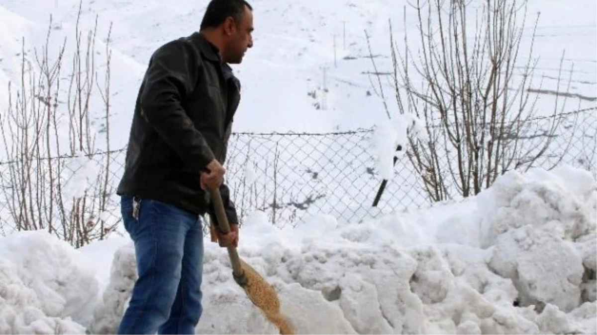 Siirt\'te Doğaya Yem Bırakıldı