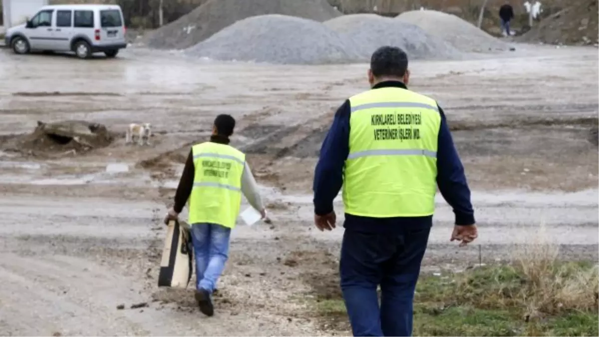 Sokak Hayvanları Unutulmadı