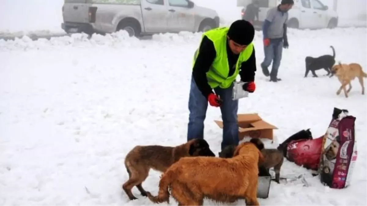 Yavru Köpekler Donmaktan Kurtarıldı