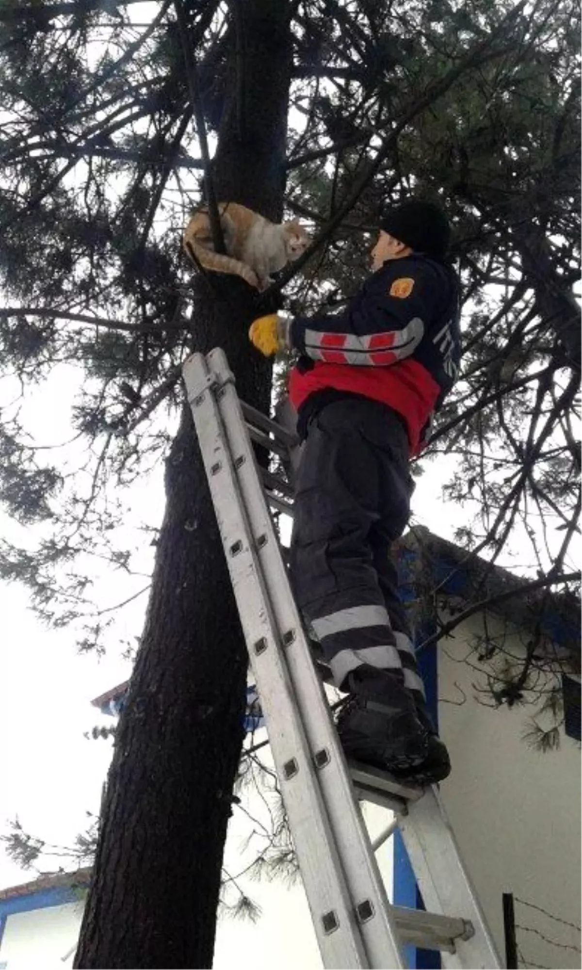 Ağaçtan İnemeyen Kediyi Çaycuma İtfaiyesi Kurtardı