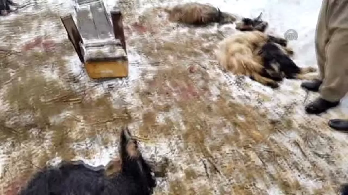 Kurtlar 25 Küçükbaş Hayvanı Telef Etti