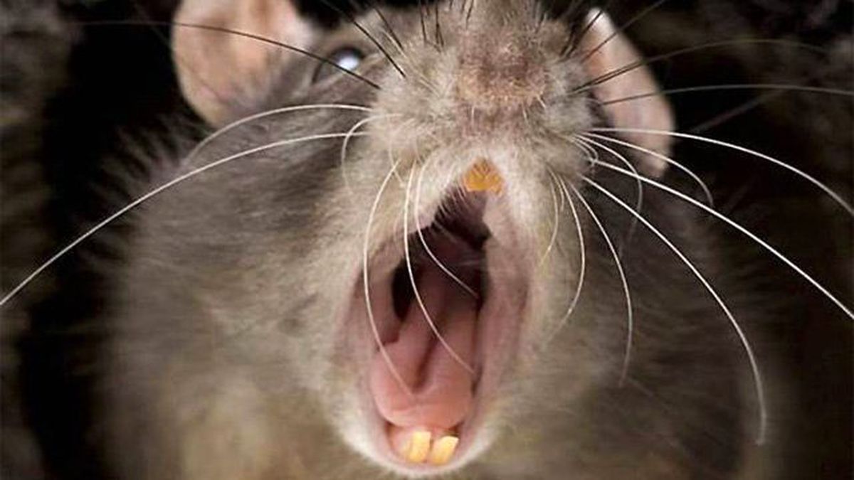 4 Aylık Bebek, Sıçanlar Tarafından Öldürüldü