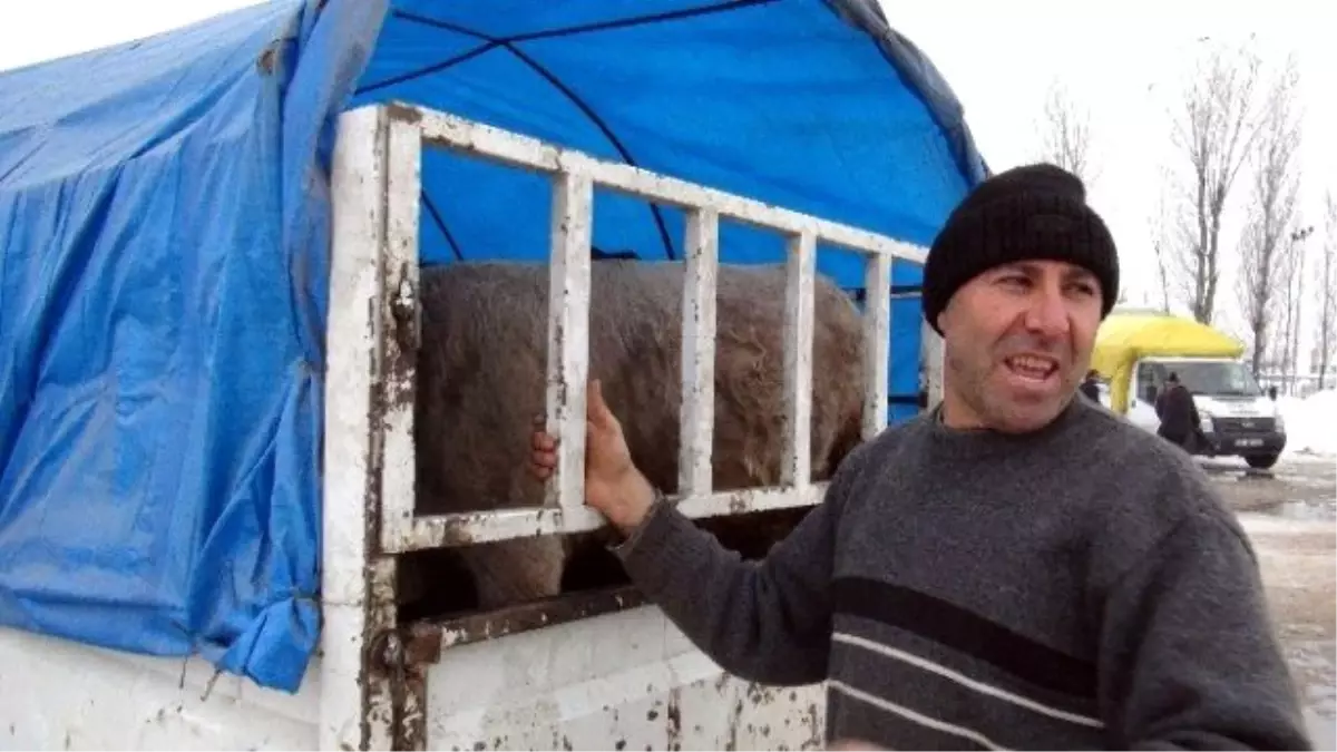 Muşlu Sanatçıyı Hayvan Pazarında Satış Yaparken Gören Şaşırıyor!