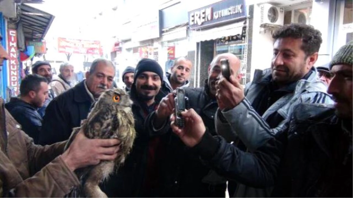 Nesli Tükenmek Üzere Olan Puhu, Tunceli\'de Görüldü!