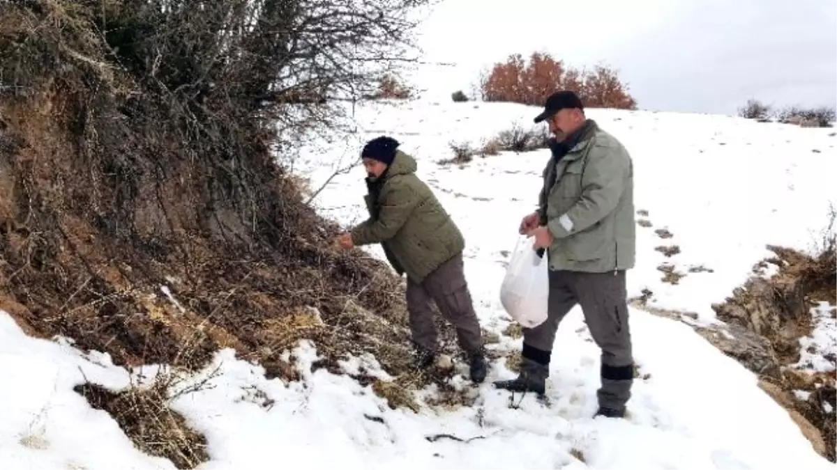 Çemişgezek\'te Yaban Hayvanları İçin Doğaya Yem Bırakıldı