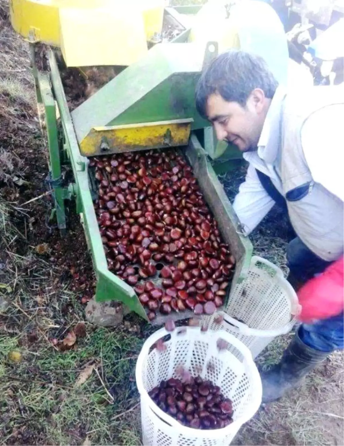 Kestane Üreticisini Hem Hastalık, Hem de İhracat Vurdu