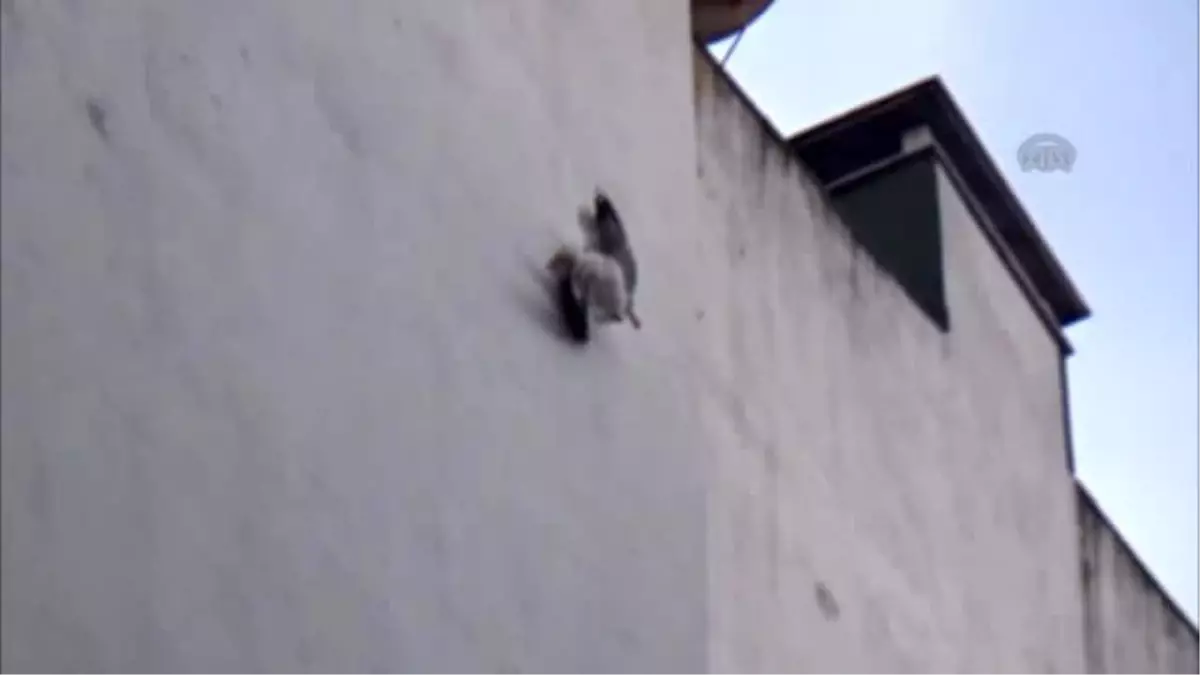 Mahsur Kalan Martı Kurtarıldı