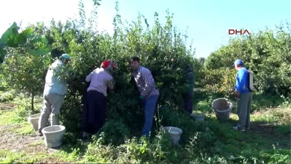 Mersin - Rekolte ve İhracat Düştü, Limon Fiyatları Yükseldi