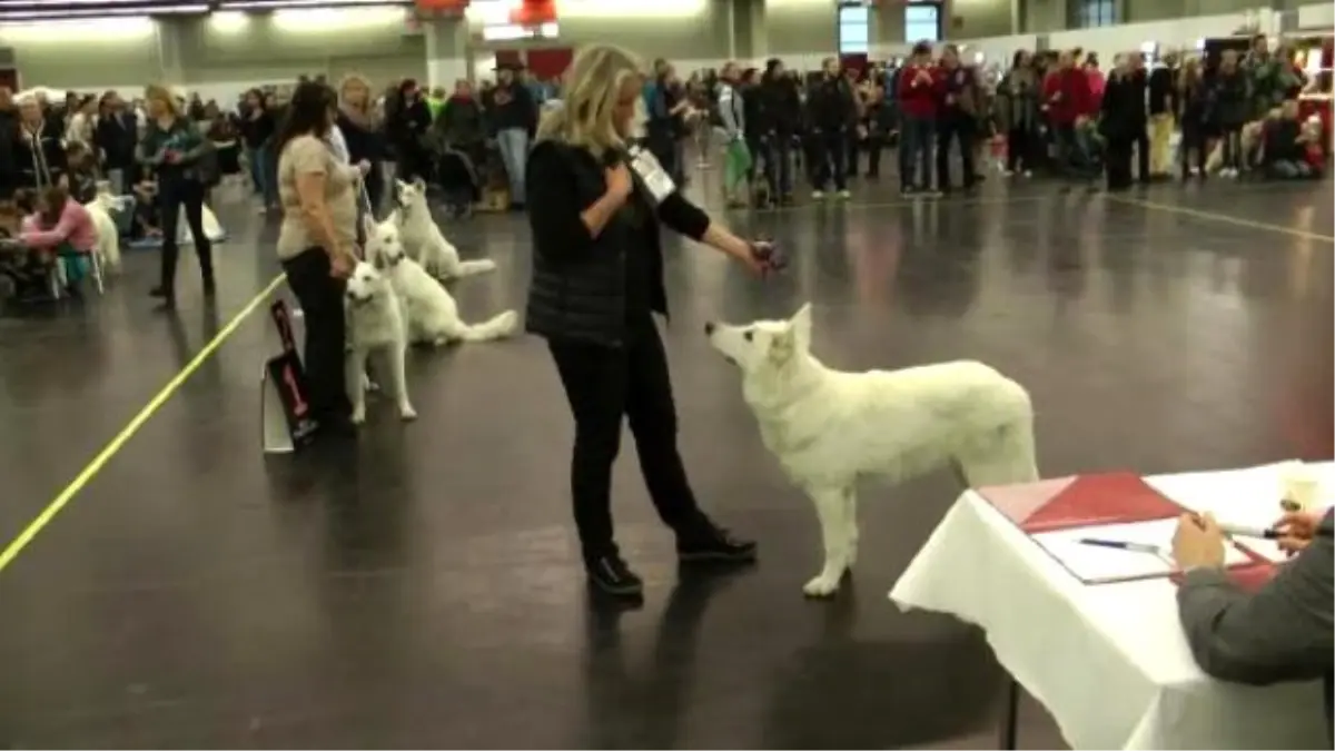 Nürnberg Köpek Fuarına Büyük İlgi