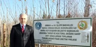 Osmanlı'ya Şahitlik Eden Çınarlar Yeniden Doğuyor