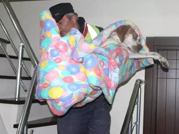 Tavsanli Daki Hasta Kopek Ameliyat Icin Istanbul A Goturuldu Son Dakika Tavsanli Daki Hasta Kopek Ameliyat Icin Istanbul A Goturuldu Son Dakika