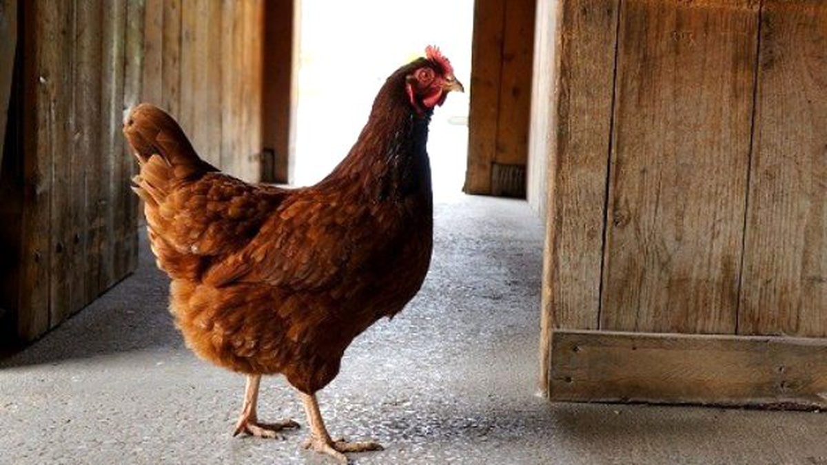 Hırsızlar 5 Bin Liralık Tavuk Çaldı