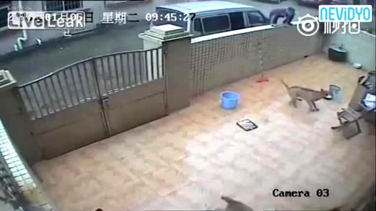 Vicdansız Hırsızlar 2 Köpeği İşkence Yaparak Çaldı