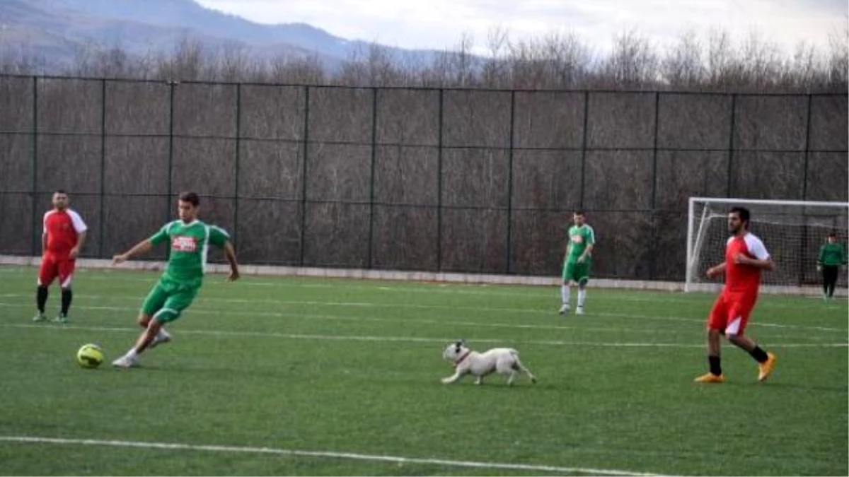 Sahaya Giren Köpek Topun Peşinden Koşturdu