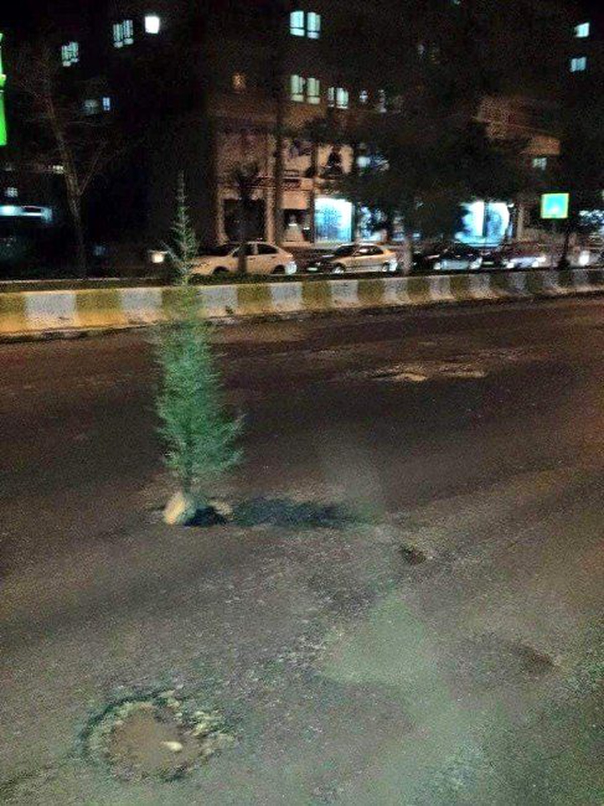 Çukurlara Tepki Gösteren Vatandaşlar Cadde Ortasına Ağaç Dikti