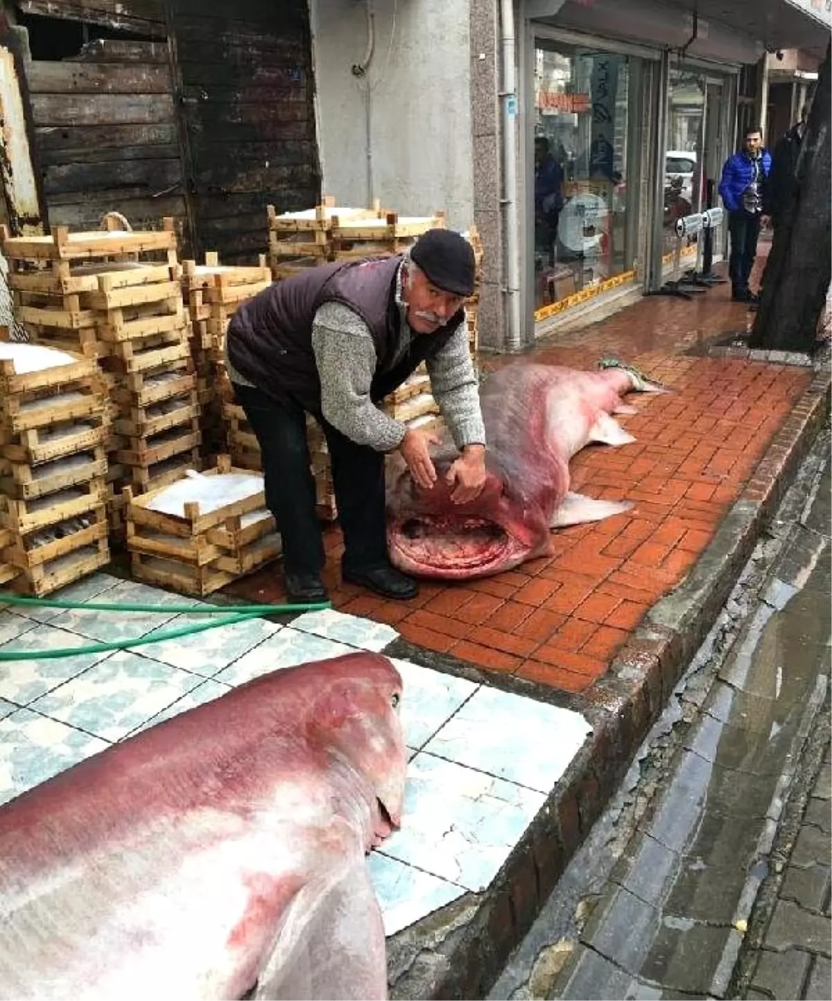 Edremitli Balıkçıların Ağına Köpek Balıkları Takıldı