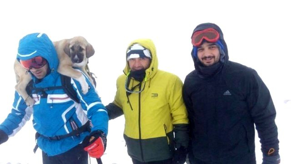 Donmak Üzere Olan Köpekleri Hayata Bağladılar...