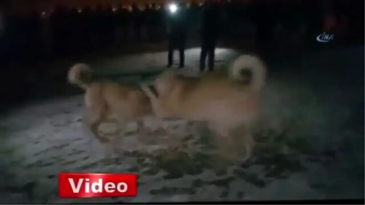 Erzurum\'da Köpek Dövüşü Vahşeti