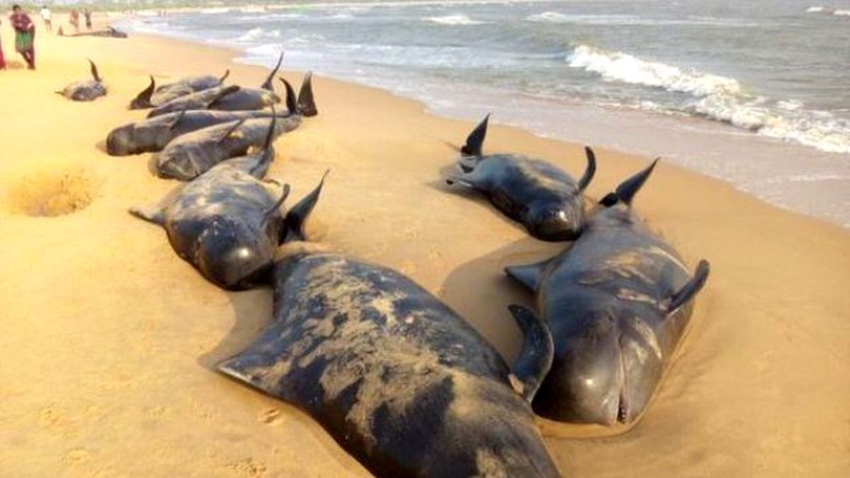 Hindistan'da Balinalar Karaya Vurdu