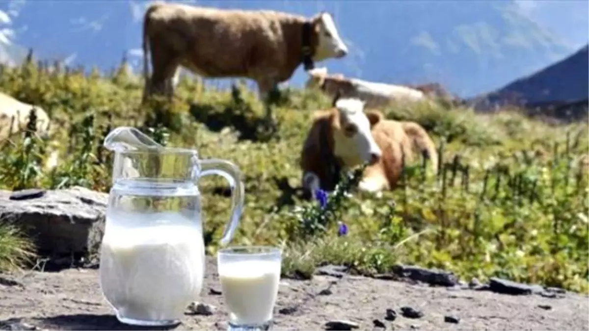 Ticari Süt İşletmelerince Kasım Ayında 676 Bin 704 Ton İnek Sütü Toplandı