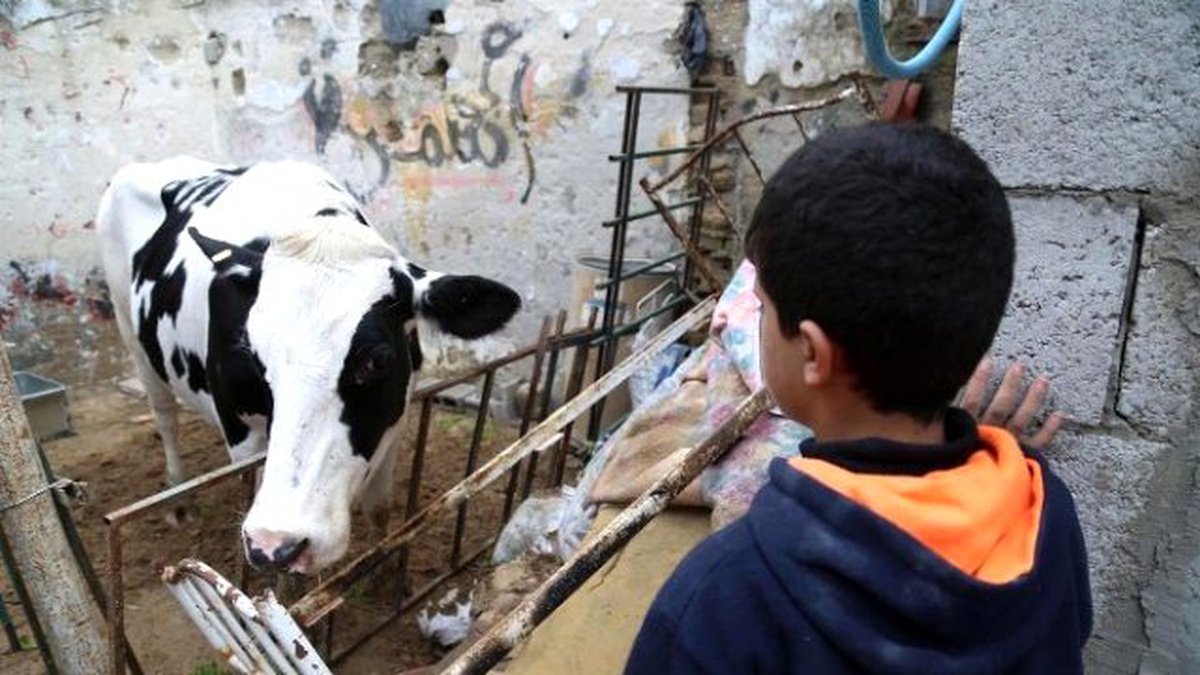 Tika\'dan Gazzeli Yetim Ailelerine Büyükbaş Hayvan Desteği